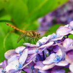 Stěrače na Octavii 1: Jaké vybrat pro čisté vidění